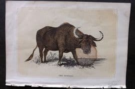 Bicknell C1855 Antique Print. Buffalo