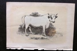 Bicknell C1855 Antique Print. Bull