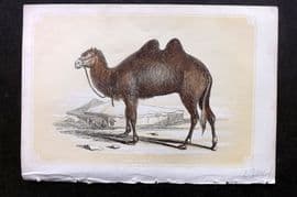 Bicknell C1855 Antique Print. Camel