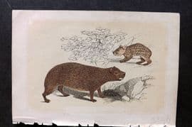 Bicknell C1855 Antique Print. Capibara & Spotted Cavy