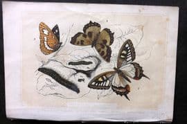 Bicknell C1855 Antique Print. Caterpillars & Butterflies