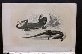Bicknell C1855 Antique Print. Chameleon & Green Lizard