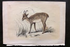 Bicknell C1855 Antique Print. Chamois