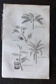 Blair 1834 Miniature Print. Cotton, Banana, Bread Fruit, Cocoa. Botanical