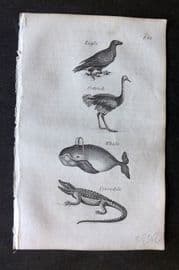 Blair 1834 Miniature Print. Eagle, Ostrich, Whale, Crocodile