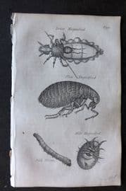 Blair 1834 Miniature Print. Louse, Flea, Mite, Silk Worm