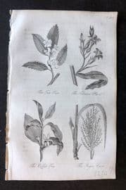 Blair 1834 Miniature Print. Tea & Coffee Tree, Tobacco, Sugar Cane. Botanical