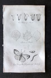 Blair 1834 Print. Classes & Leaves of Plants, Eggs Caterpillar of Butterfly