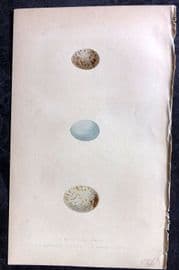Bree 1859 Bird Egg Print. Great Grey Shrike, Sardinian Starling, Alpine Chough