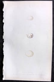 Bree 1859 Bird Egg. Wall Creeper, Dalmation Nuthatch, Middle Spotted Woodpecker