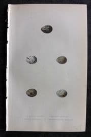 Bree 1859 Hand Col Bird Egg Print Marsh, Meadow, Rustic & Yellow Headed Bunting
