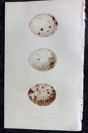 Bree 1859 Hand Col Bird Egg Print. African Buzzard, Arabian Kite