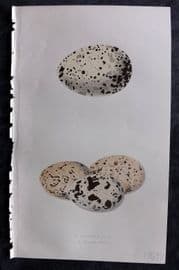 Bree 1859 Hand Col Bird Egg Print. Audouin's Gull & Allied Tern