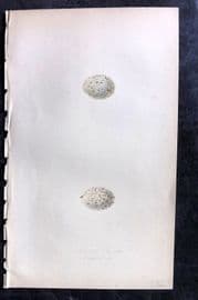 Bree 1859 Hand Col Bird Egg Print. Azure Winged Magpie & Siberian Jay