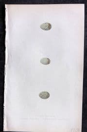 Bree 1859 Hand Col Bird Egg Print. Black, Russet & Black Eared Wheatear