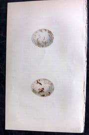 Bree 1859 Hand Col Bird Egg Print. Black Winged Kite