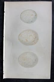Bree 1859 Hand Col Bird Egg Print. Booted & Tawny, Pallas's Sea Eagle