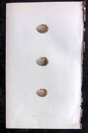 Bree 1859 Hand Col Bird Egg Print. Calandra & Siberian Lark