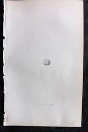 Bree 1859 Hand Col Bird Egg Print. Ccitril Finch