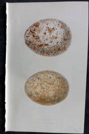 Bree 1859 Hand Col Bird Egg Print. Cinereous & Bearded Vulture