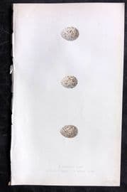 Bree 1859 Hand Col Bird Egg Print. Dupont's, Desert & Black Lark