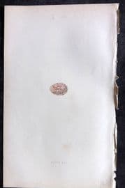 Bree 1859 Hand Col Bird Egg Print. Dusky Ixos