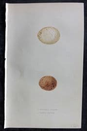 Bree 1859 Hand Col Bird Egg Print. Eleonora Falcon, Lesser Kestrel