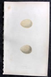 Bree 1859 Hand Col Bird Egg Print. Francolin & Greek Partridge
