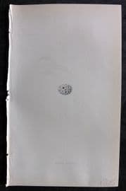 Bree 1859 Hand Col Bird Egg Print. Little Bunting