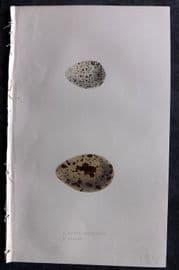 Bree 1859 Hand Col Bird Egg Print. Marsh Sandpiper, Willet