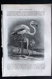 Brehm 1892 Antique Bird Print. Flamingo