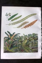 Britten 1881 Antique Fern Print. Asplenium and Ceterach