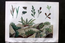 Britten 1881 Antique Fern Print. Asplenium Septentrionale, Petrarchae, Germanicum