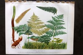 Britten 1881 Antique Fern Print. Pteris Aquilina