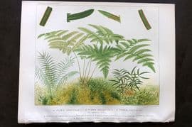 Britten 1881 Antique Fern Print. Pteris Longifolia, Arguta, Cretica