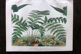 Britten 1881 Antique Fern Print. Woodwardia Radicans