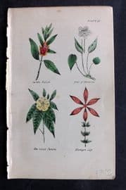 Brook C1855 Balsam, Grass of Parnassus, Elm-Leaved Turnera, Martagon Lily 10