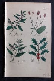 Brook C1855 HC Botanical Print Wall Pellitory, Burnet, White Saunders, Holly 04