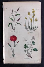 Brook C1855 HC Print. Biting Persicaria, Stonecrop, Clove Pink, Wood Sorrel 14