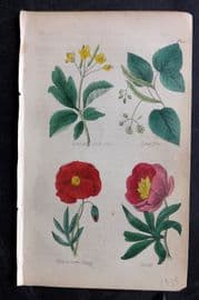 Brook C1855 HCol Botanical Print. Celandine, Lime Tree, Red Poppy, Peony 18