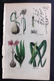 Brook C1855 HCol Botanical Print. Garlic, Asparagus, Colchicum, Sweet Flag 12