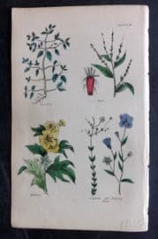 Brook C1855 HCol Botanical Print. Goosefoot, Beet, Henbane, Purging Flax 11