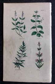 Brook C1855 HCol Botanical Print. Speedwell, Brooklime, Rosemary, Clary 01