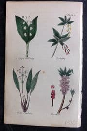Brook C1855 HCol Botanical. Lily of the Valley, Barbery, Plantain, Mezereon 13