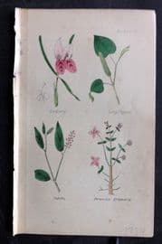 Brook C1855 HCol Botanical. Zedoary, Long Pepper, Cubeb, Peruvian Krameria 02