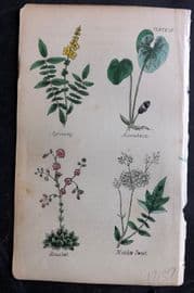 Brook C1855 HCol Print. Agrimony, Asarabaca, Houseleek, Meadow Sweet 15