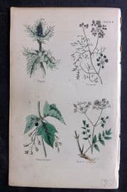 Brook C1855 HCol Print. Eryngo, Coriander, Black Currant, Burnet Saxifrage 09