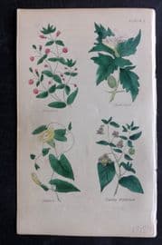 Brook C1855 HCol Print. Pimpernel, Thorn Apple, Bindweed, Deadly Nightshade 07