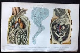 Brown 1900 Farriery Print Contents of the Chest & Abdomen, Arteries & Nerves 09