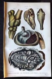 Brown 1900 Farriery Print. Bones of the Hock. Cranium. Stomach. Intestines 08